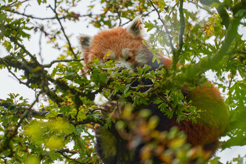 Beautiful Red panda lying on the tree with green leaves. Ailurus fulgens, detail face portrait of...