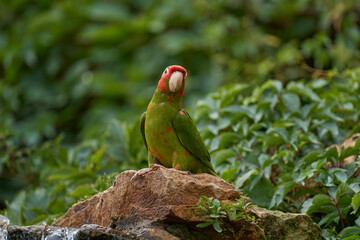 Mitred parakeet, Psittacara mitratus, red green parrot sitting on the tree trunk in the nature habitat. Bird mitred conure in the nature habitat, wildlife Peru. Travel in South America, Bolivia, Peru. - 641696874