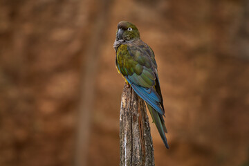 Burrowing parrot sitting on the tree trunk in the nature habitat. Burrowing parrot, Cyanoliseus patagonus bloxami, bird from Chile and Argentina.