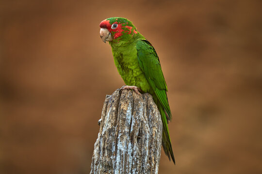 Mitred parakeet, Psittacara mitratus, red green parrot sitting on the tree trunk in the nature habitat. Bird mitred conure in the nature habitat, wildlife Peru. Travel in South America, Bolivia, Peru.
