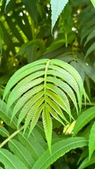 close up of green leaves