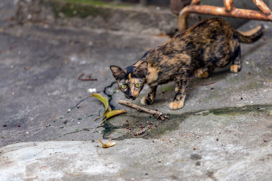 The photo focuses only on the eyes of a stray cat standing on the cement floor. It is thin,black and white, brown, dirty looking, staring at the photographer. Its eyes looked frightened, ready to flee