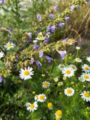 daisies in a field