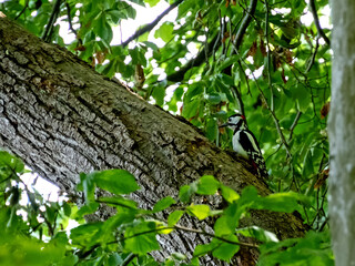 Nahaufnahme eines  in einem Baum sitzenden Buntspechts, Dendrocopos major