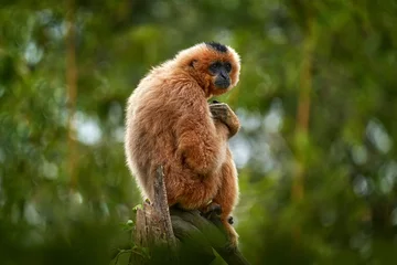 Fotobehang Aap Yellow-cheeked Gibbon, Nomascus gabriellae, with grass food, orange monkey on the tree. Gibbon in the nature habitat. Monkey from Cambodia, Laos, Vietnam, swinging on the tree. Asia wildlife.  © ondrejprosicky