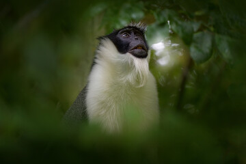 Roloway guenon, Cercopithecus roloway, rare black and white monkey in the green forest habitat, Ivory Coast in Cetral Africa.  Close-up detail potratit of monkey animal, nature wildlife. Guenonm Ghana - 641698498