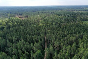 Forest, aerial views
