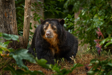 Spectacled bear, Tremarctos ornatus, big brown animal from Colombia. Spectacled bear in the nature...
