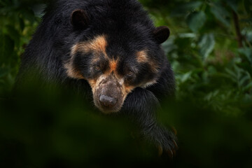 Spectacled bear, Tremarctos ornatus, Peru, South America. Big danger mammal from South America, nature wildlife. Portrait of Spectacled bear in the green forest vegetation. Wildlife of Colombia. - 641698835