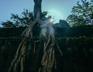 Over the wall.  Trees grow over the ruins of Ta Prohm, Angkor, Siem Reap, Cambodia.
