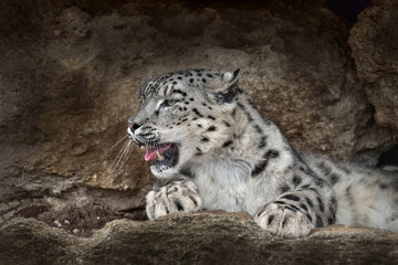 Snow leopard with open muzzle mouth with teeth, sitting in the nature stone rocky mountain habitat, Spiti Valley, Himalayas in India. Snow leopard Panthera uncia in the rock habitat, wildlife nature.