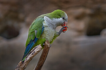 Parrot feeding fruit. Monk parakeet, Myiopsitta monachus, in the nature habitat. Green white parrot...