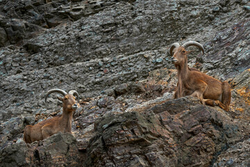 Barbary Sheep, Ammotragus lervia, Morroco, Africa. Animal in the nature rock habitat. Wild sheep on the stone, horn animal in the mountain. Two big horn animals on the rock. Africa.