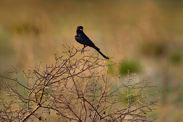 Fork-tailed Drongo, Dicrurus adsimilis, black African bird with red eye, on the bush shrubs, Okavango delta in Botswana, Africa. Wildlife scene from nature.