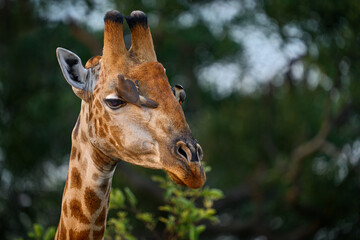 Giraffe head with bird. Yellow-billed Oxpeckers, Buphagus africanus, birds on the giraffes neck, Hwange National Park, Zimbabwe.