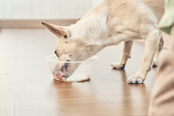 A chihuahua dog licks wet food with its tongue from a plastic bowl. Close-up of a dog's face in a bowl. With space to copy. High quality photo