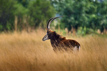Sable antelope, Hippotragus niger, savanna antelope found in Botswana in Africa. Detail portrait of antelope, head with big ears and antlers. Wildlife in Africa. Antelope in forest, rain. - 641701216