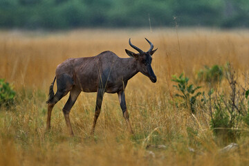 Sassaby, in green vegetation, Okavango delta, Botswana. Widlife scene from nature. Common tsessebe, Damaliscus lunatus, detail portrait of big brown African mammal in nature habitat.