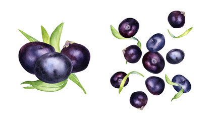 Set of acai berries, palm leaves watercolor illustration isolated on white background. Exotic amazon small purple berries levitation, tropical fruit hand drawn. Design element for packaging, label