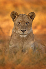 African lion the grass, with beautiful evening light. Wildlife scene from nature. Animal in the habitat. Safari in Africa. Big angry young lion Okavango delta, Botswana. Evening sunset. - obrazy, fototapety, plakaty