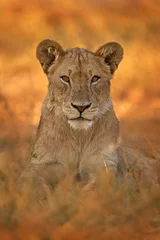 Foto op Plexiglas anti-reflex African lion the grass, with beautiful evening light. Wildlife scene from nature. Animal in the habitat. Safari in Africa. Big angry young lion Okavango delta, Botswana. Evening sunset. © ondrejprosicky