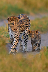 Leopard kitten baby, hidden nice orange grass. Leopard cub with mother walk. Big wild cat in the nature habitat, sunny day on the savannah, Khwai river. Wildlife nature, Botswana wildlife.