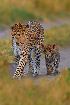 Leopard kitten baby, hidden nice orange grass. Leopard cub with mother walk. Big wild cat in the nature habitat, sunny day on the savannah, Khwai river. Wildlife nature, Botswana wildlife.