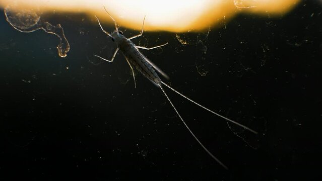 Mosquitoes on glass, poisonous mosquito, winged insect. macro mosquito. Malarial mosquito