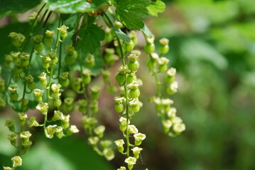 Young berries of red currant. On a cultivated bush of red currant, among green leaves, small green...