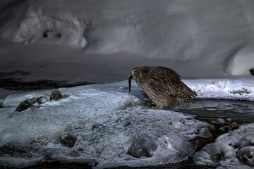 Japan Owl hunting in cold water. Wildlife scene from winter in Hokkaido, Japan. River bird with...