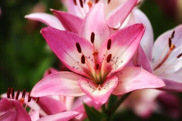 Obraz na płótnie Canvas pink lily closeup