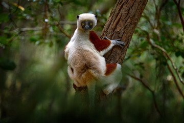 Madagascar nature. Coquerel's sifaka, Propithecus coquereli, Reserve Peyrieras. Monkey group in habitat. Wild Madagascar. Lemur in the dark green tropic forest. Sifaka on the tree. Endemic wildlife.
