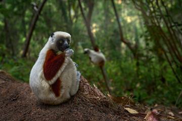Fototapeta premium Coquerel's sifaka, Propithecus coquereli, Reserve Peyrieras. Monkey group in habitat. Wild Madagascar. Lemur in the dark green tropic forest. Sifaka on the tree, sunny day. Endemic wildlife Madagascar