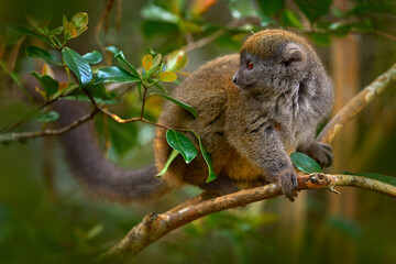 Eastern lesser bamboo lemur, Hapalemur griseus. grey monkey in the nature habitat. Andasibe Mantadia NP in Madagascar. Cute lemur with open muzzle with pink tongue. Madagascar - wildlife nature. © ondrejprosicky