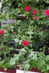 Fototapeta na wymiar red rose bush