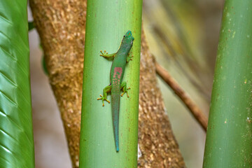 Phelsuma lineata, green endemic lizard from Andasibe NP, Madagascar. Lined day gecko, is a species of diurnal smal lizard native to Madagascar. Animal in the green vegetation, Afroca nature wildlife.