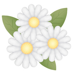 Illustration of white chamomile flowers