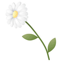 Illustration of white chamomile flowers