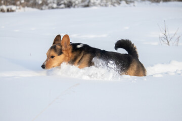 Purebred Tri color Pembroke Welsh Corgi pushing its way through deep snow while playing outdoors in the winter.