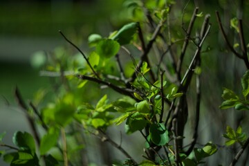 Green bush, leaves, yard, spring, summer
