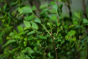 Green bush, leaves, yard, spring, summer