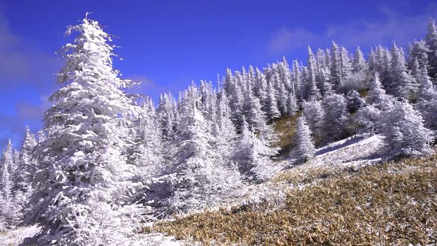 日本の長野県、美ヶ原の雪景色。