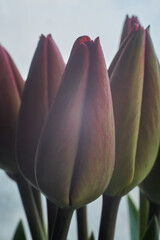Close up photo of a closed tulip