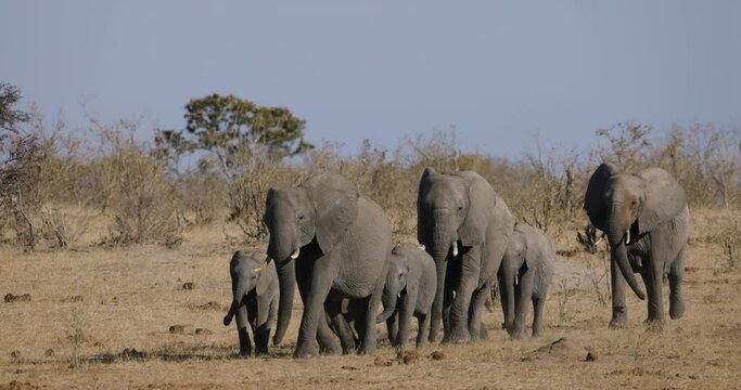 Slow motion close-up. Breeding herd of elephants with cute young calves running out the bush towards a waterhole to drink 
