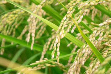 秋の稲　稲穂