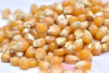 close-up view of corn kernels