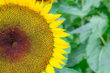 Closeup of a giant sunflower bloom