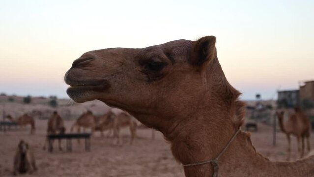 Close up, Side shot of Camel