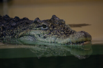 close up of an alligator