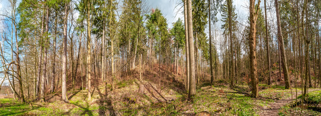 Panoramic view over a forest hiking trail in magical deciduous and pine forest with ancient aged tree at riverside, Germany, at warm sunset Spring evening